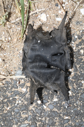 Raja clavata