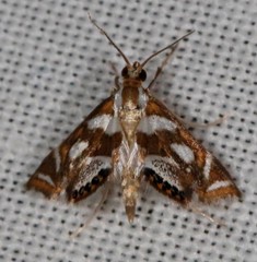 Chrysendeton medicinalis