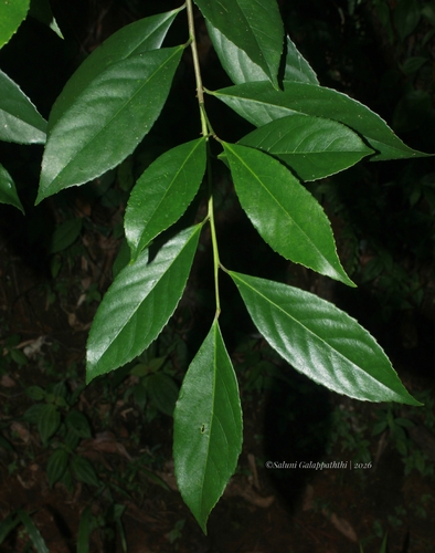 Symplocos acuminata observed 2026-04-25