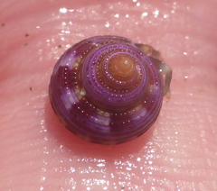 Calliostoma