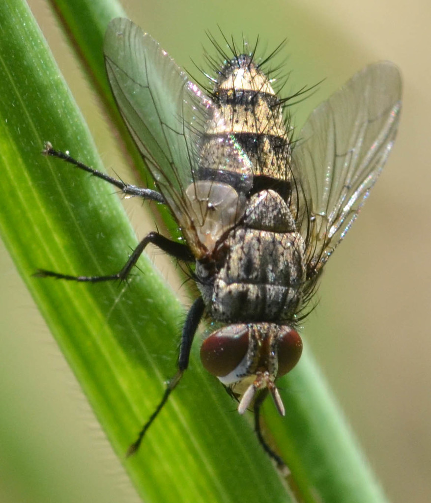 Exoristini