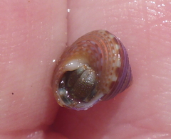 Calliostoma