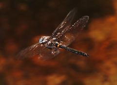 Helocordulia selysii