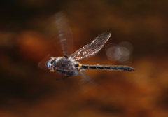 Helocordulia selysii