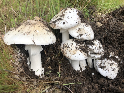 Western Destroying Angel