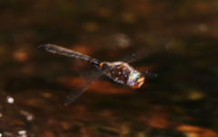 Helocordulia selysii