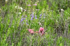 Castilleja purpurea