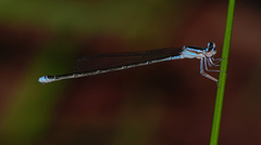 Enallagma divagans