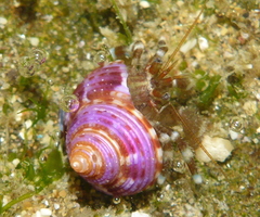 Calliostoma