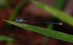 Enallagma divagans