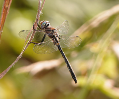 Helocordulia selysii