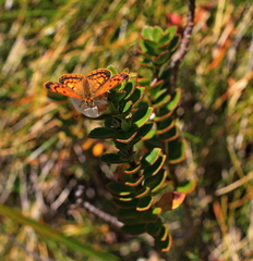 Lycaena salustius