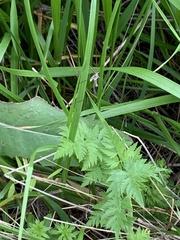 Torilis nodosa