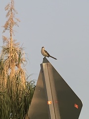 Mimus polyglottos image