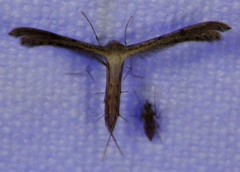 Exelastis montischristi