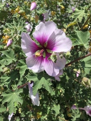 Malva subovata bicolor