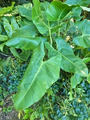 Philodendron appendiculatum