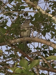 Mimus polyglottos image