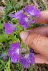 Phacelia patuliflora, photograph (c) Jackie T, some rights reserved (CC BY)