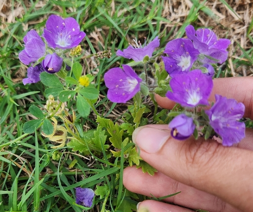 Phacelia patuliflora, photograph 5