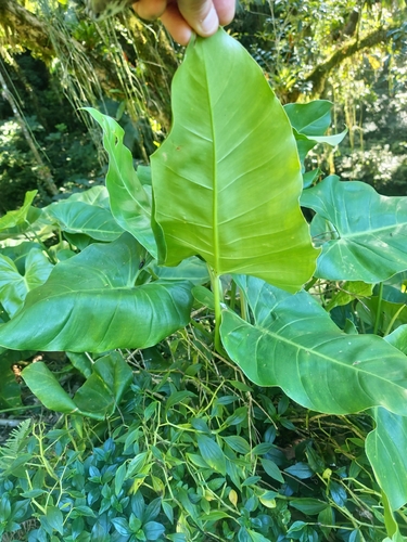 Philodendron appendiculatum, photograph 2