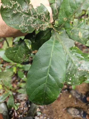 Pogonophora schomburgkiana, 2026-04-25