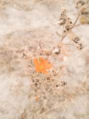 Sphaeralcea coulteri