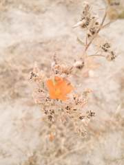 Sphaeralcea coulteri