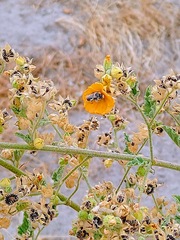 Sphaeralcea coulteri