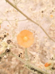 Sphaeralcea coulteri
