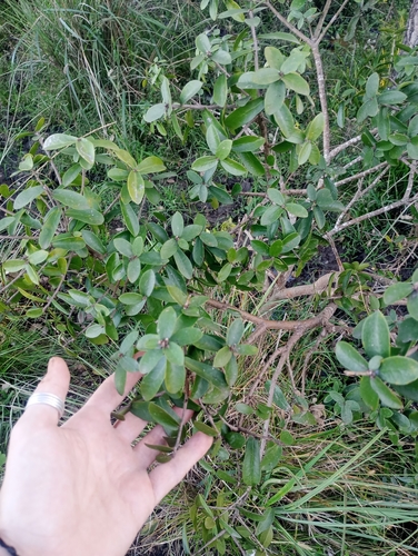 Daphnopsis racemosa, photograph 3