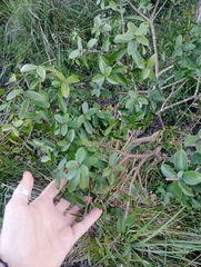 Daphnopsis racemosa, photograph (c) Luis Martin Stivanello, some rights reserved (CC BY)