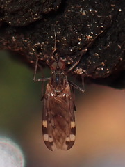 Sylvicola alternatus