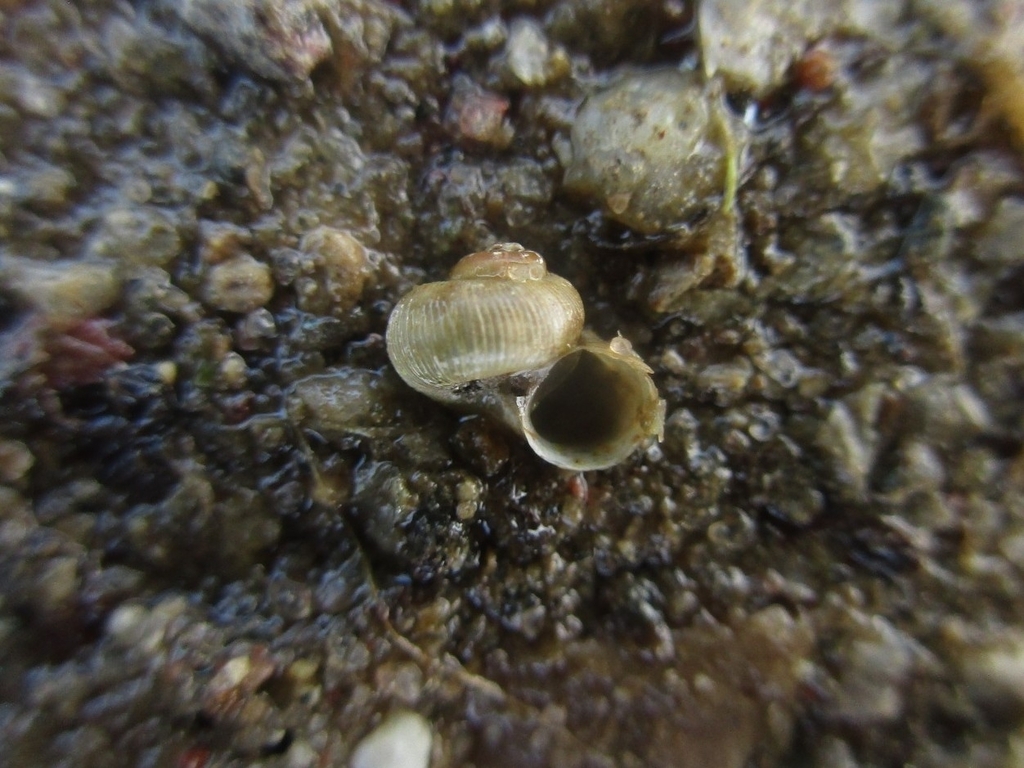 Purplecap Valvata