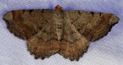 Macaria distribuaria