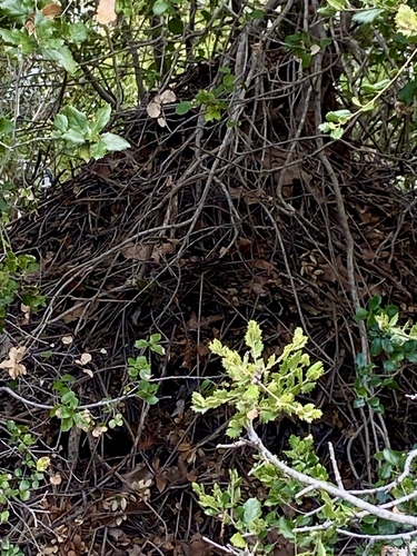 iNaturalist observation photo of Woodrats