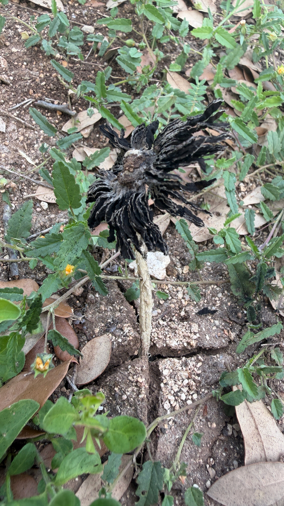 Coprinus calyptratus · April 2026 · photo: © idclaire (iNaturalist, cc-by)