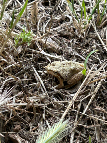 iNaturalist observation photo of Pacific chorus frog