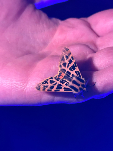 iNaturalist observation photo of Ornate Tiger Moth