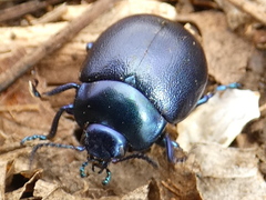 Chrysolina olivieri