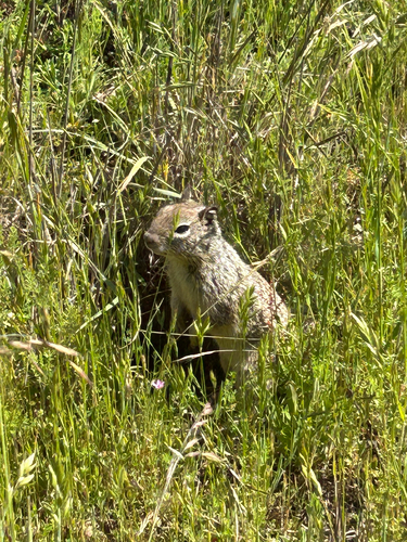iNaturalist observation photo of California Ground Squirrel