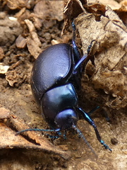 Chrysolina olivieri