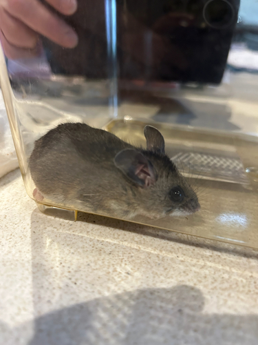 iNaturalist observation photo of North American Deer Mice