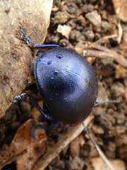 Chrysolina olivieri