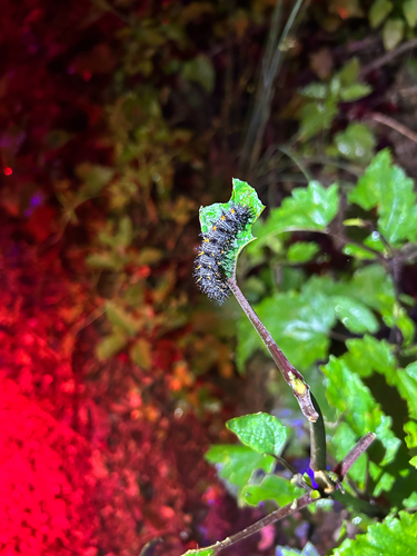 iNaturalist observation photo of Variable Checkerspot