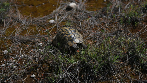 Testudo hermanni boettgeri