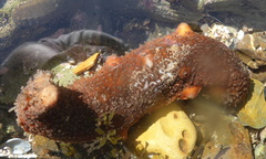 Apostichopus parvimensis