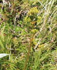 Aciphylla monroi