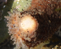 Apostichopus parvimensis