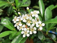 Pyracantha koidzumii